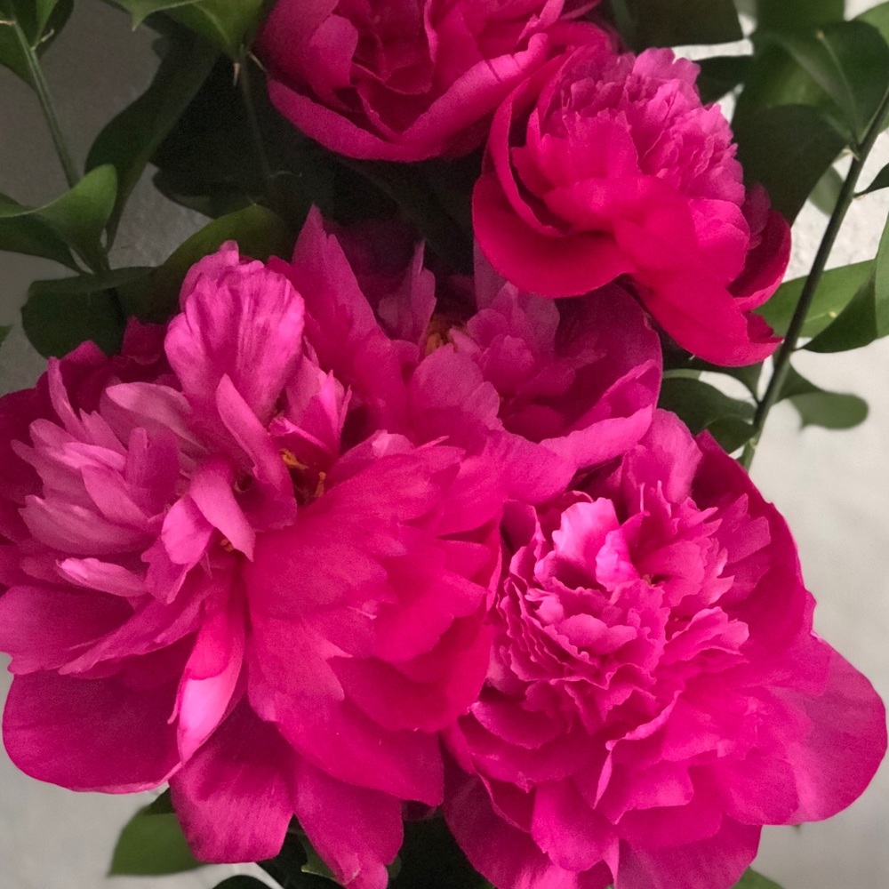 Meet your Posher, Stacy